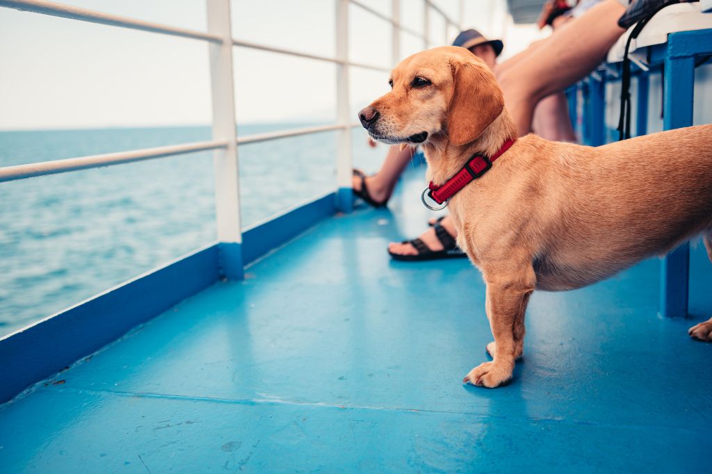 A dog with its owner on the ferry deck