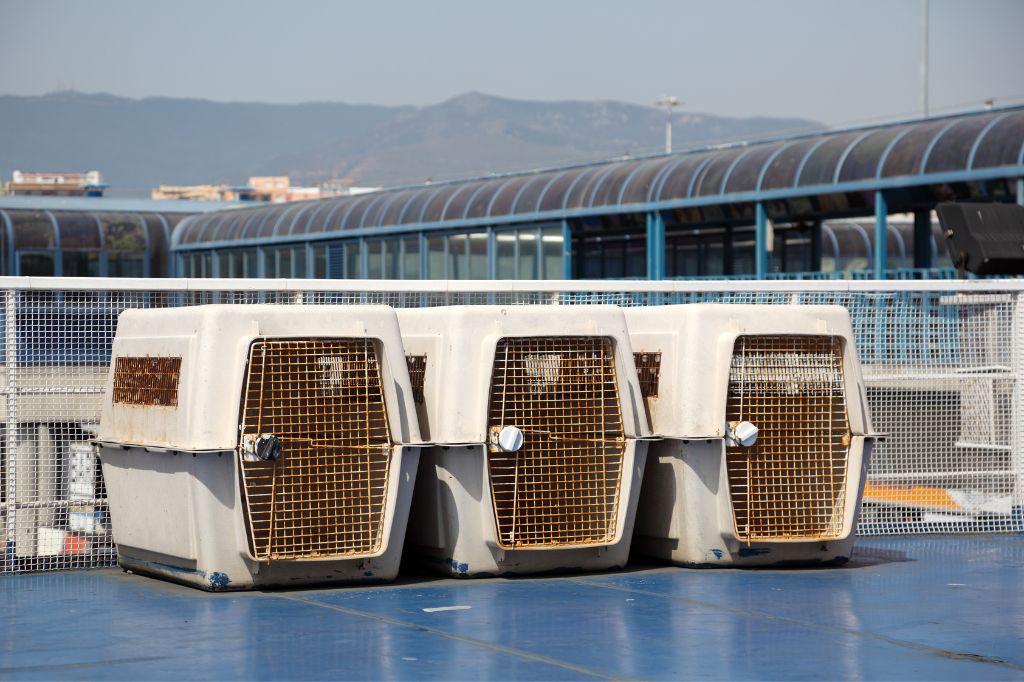 Cages for transporting pets are fixed on the ferry deck