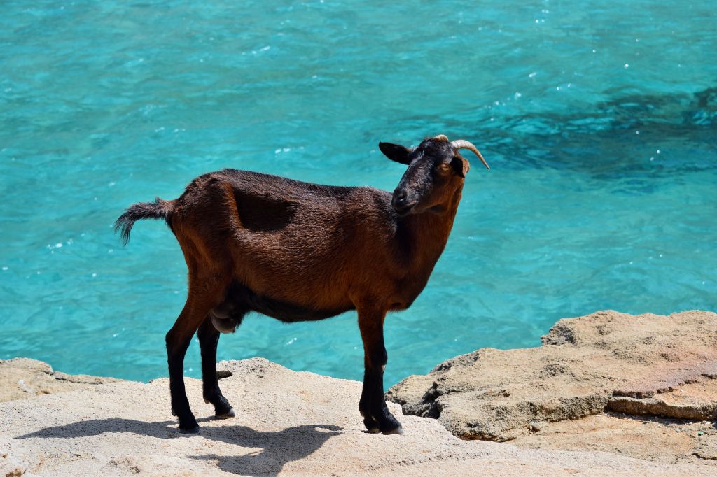 A wild tame goat looks and walks on a rock next to the turquoise sea water in Cala Figuera.