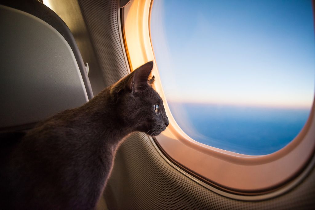 A cat looks out the porthole in the cabin of an aeroplane