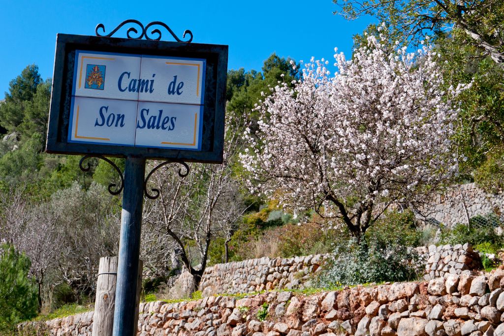 Rural Road Sign with Almond Blossom