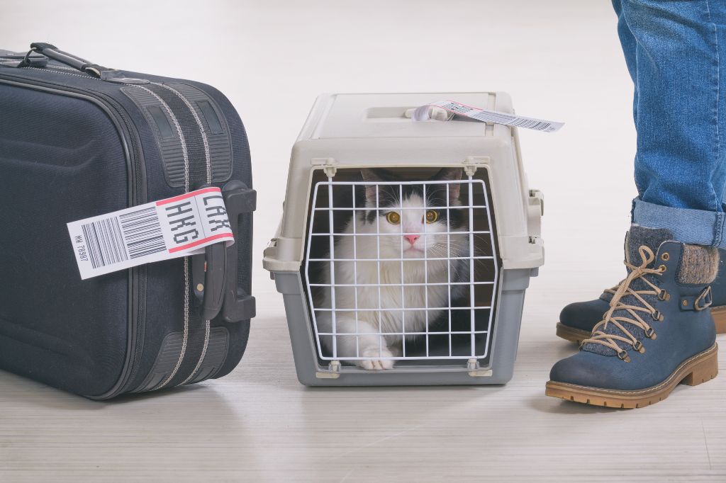 A cat in a carrier waiting for an aeroplane flight