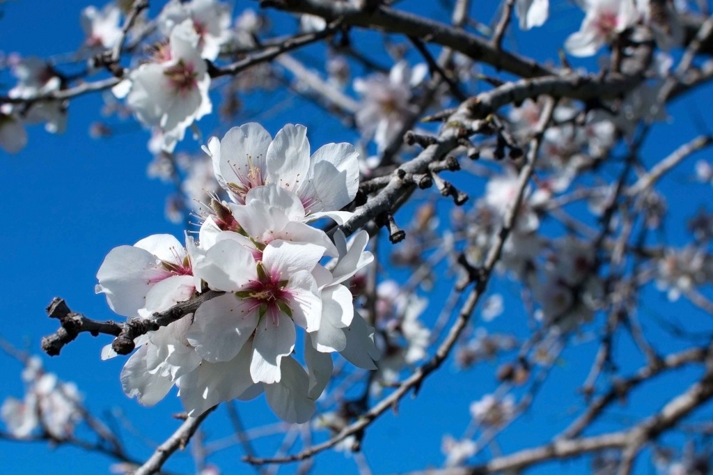 Almond blossom.jpg