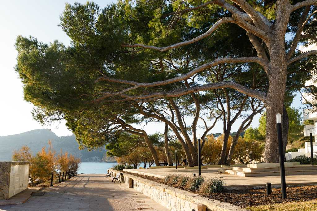 Big branchy tree on the sea promenade of Camp de Mar