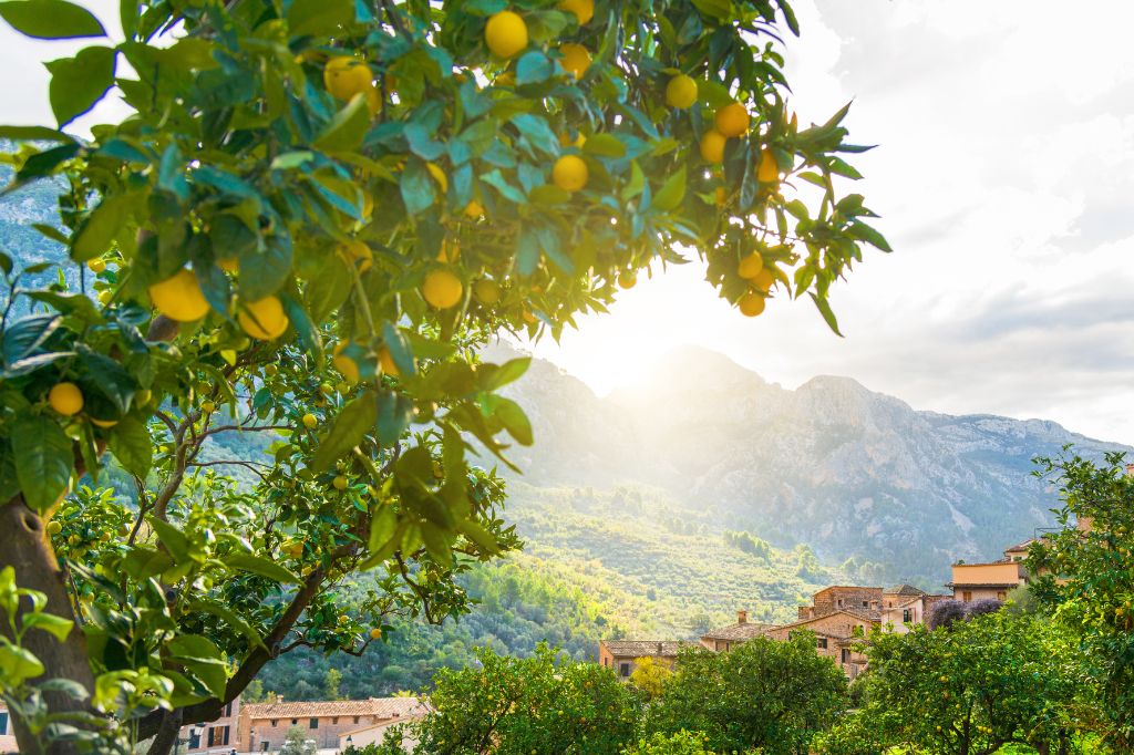 landscape in Soller, Mallorca with orange trees and mountains