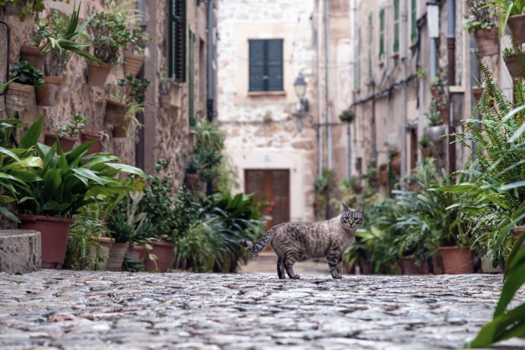 A street cat walks through the streets of the old part of the town of Valldemossa