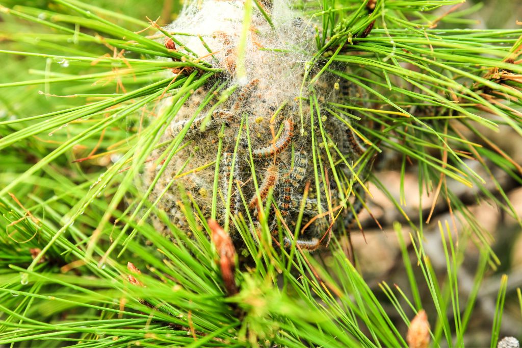 Processionary caterpillars on nest on a pine tree