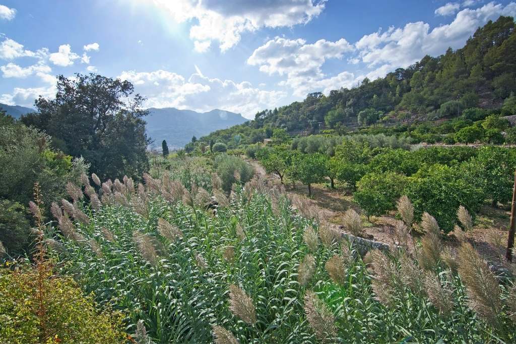 Terraced Landscape with reeds and mountains in Fornalutx Mallorca
