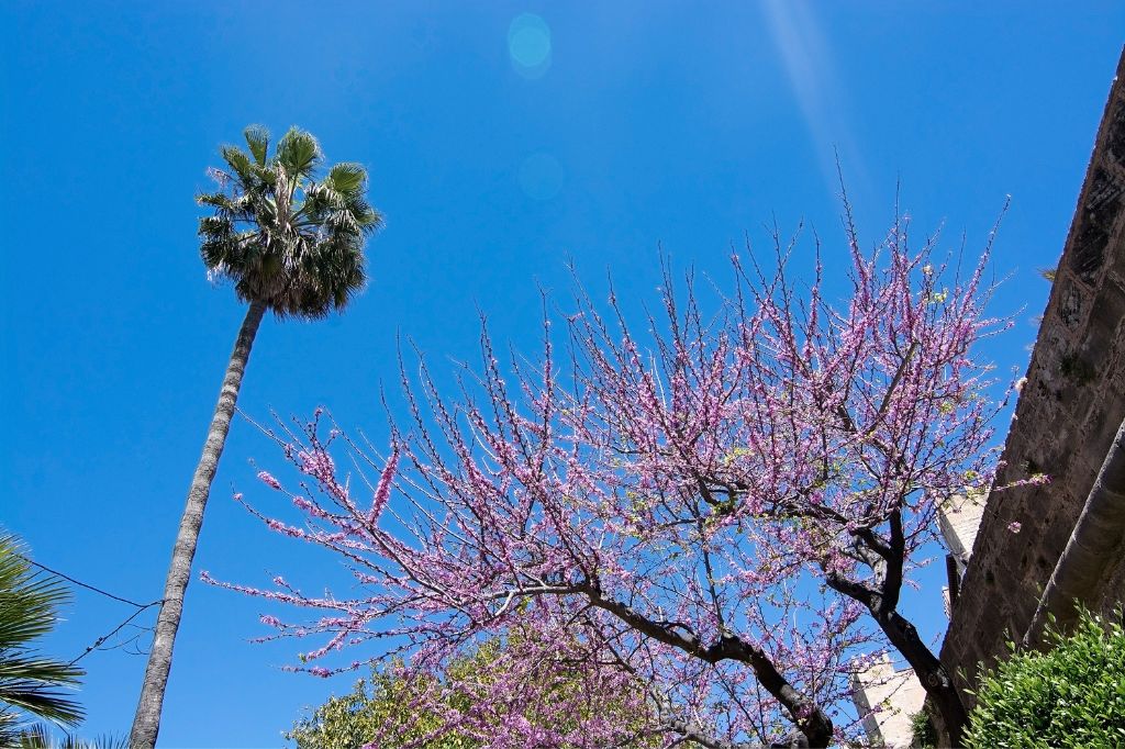 Pink Flowering Tree in Palma in April