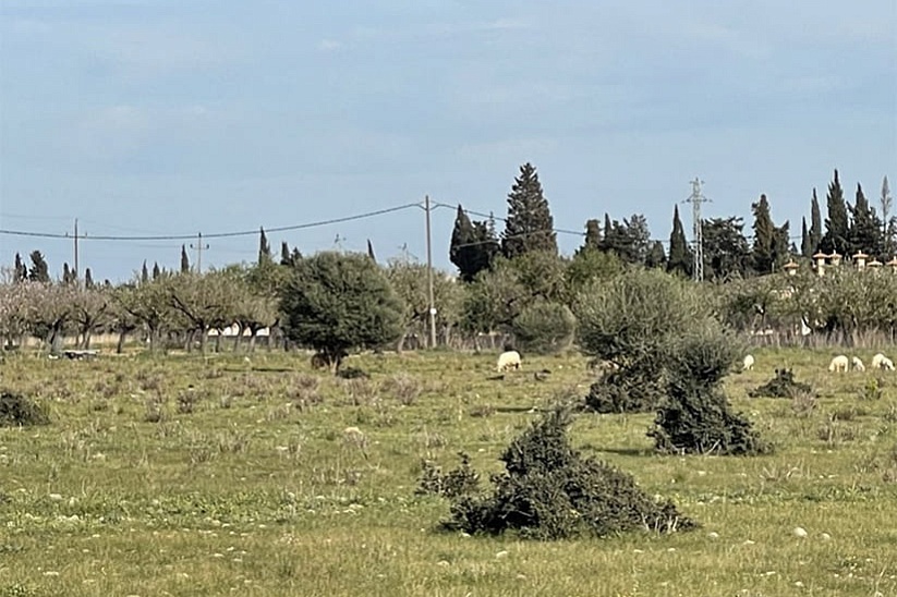Lovely plot of land with a license to build a country estate in Santa Maria del Cami
